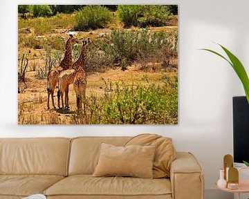 Giraffen in het Krugerpark Zuid Afrika van Truus Hagen