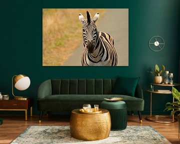 Zebra in het Hluhluwe Imfolozi Park in Zuid Afrika van Truus Hagen