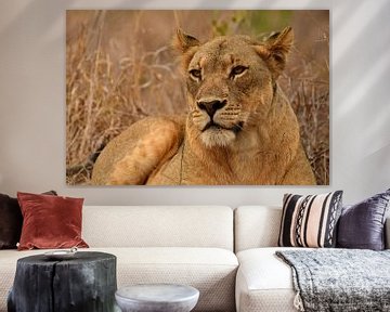 Leeuwin liggend bij Bayala Private Safari in Hluhluwe Zuid Afrik van Truus Hagen