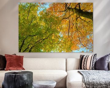 Upwards view in a Beech tree forest during the fall by Sjoerd van der Wal Photography