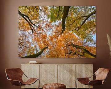 Vue vers le haut dans une forêt de hêtres en automne. sur Sjoerd van der Wal