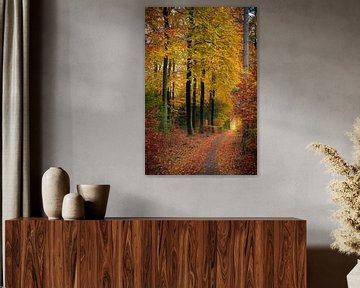 Chemin à travers une forêt de hêtres à l'automne sur Sjoerd van der Wal Photographie