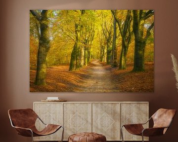 Path through a Beech tree forest during the fall by Sjoerd van der Wal Photography