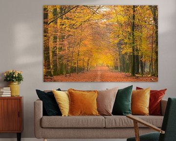 Chemin à travers une forêt de hêtres à l'automne sur Sjoerd van der Wal