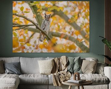 Long-eared owl in autumn setting. by Larissa Rand