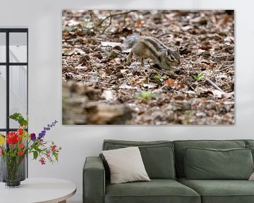 Siberian Squirrel by Merijn Loch