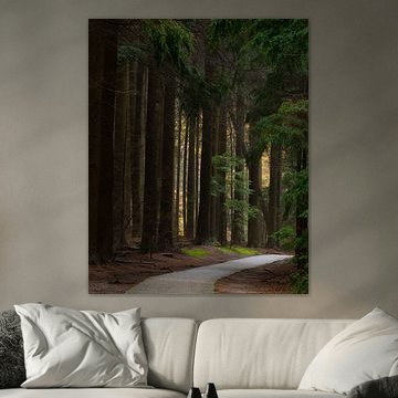 Ein geheimnisvoller Weg durch den Wald