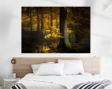 Or foncé (Forêt d'automne néerlandaise avec lumière du soleil)