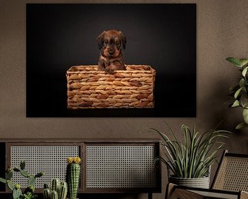 Dachshund puppy in basket by Special Moments MvL