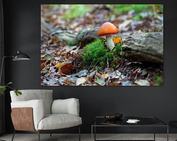 kleiner orangefarbener Pilz, nur im Wald