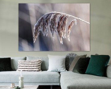 Frozen Reed by Martin Smit
