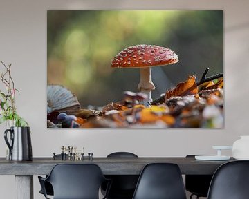 champignon blanc rouge
