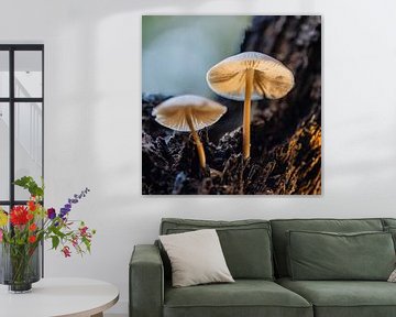 Eenzame paddenstoel van Karin Riethoven