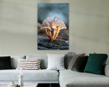 mushrooms in the light by Karin Riethoven