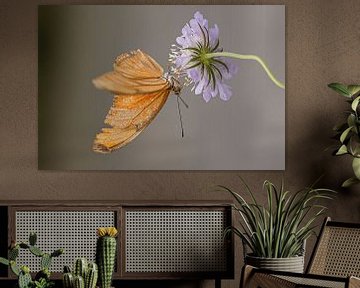 oranje passiebloemvlinder bij paarse bloem