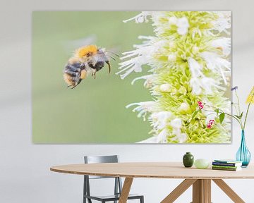 Abeille volante