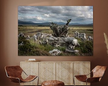 Excavated bogoak at the edge of the bog by Bo Scheeringa Photography