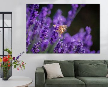 Schmetterling auf dem Lavendel von FotoGraaG Hanneke