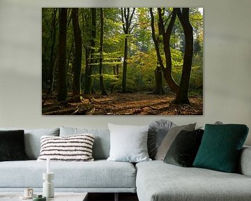 Light in the Speulderbos by Barbara Brolsma