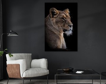 Löwen: Porträt schöne Löwin