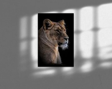 Löwen: Porträt schöne Löwin