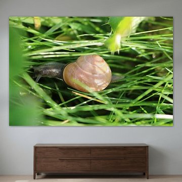 escargot avec maison rose