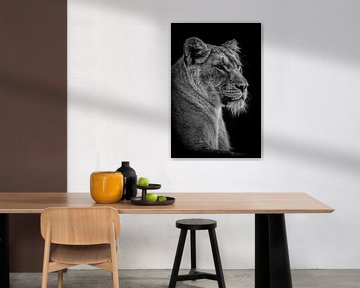 Löwen: Porträt einer schönen Löwin in Schwarz und Weiß