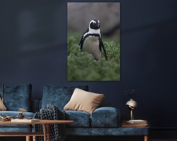 Pinguin by Catching Moments