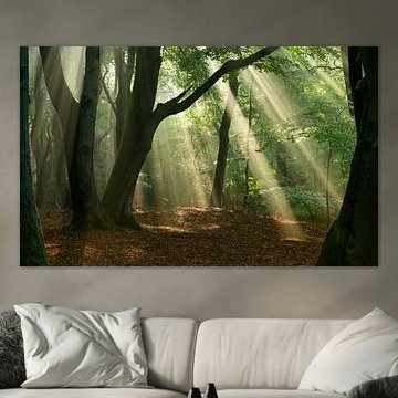 Sonnenlicht zwischen den Bäumen