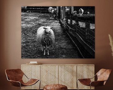Sheep by Esther Gerritsen