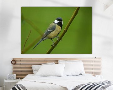 Great Tit