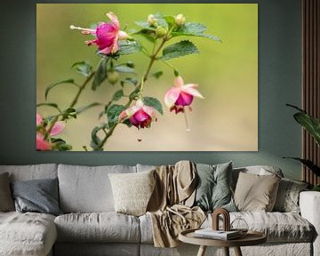 Fuchsia by marco de Jonge