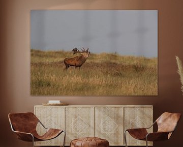 Hirsch bei der Brunft im Nationalpark Vorpommersche Boddenlandschaft