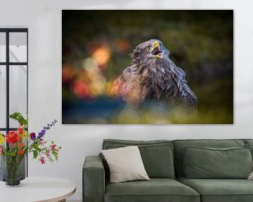 European sea eagle by Andy van der Steen - Fotografie