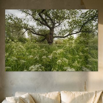 Sprookjesboom tussen fluitekruid van Moetwil en van Dijk - Fotografie