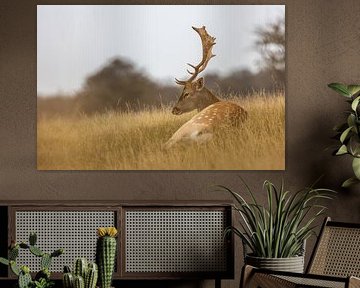 Beautiful fallow deer