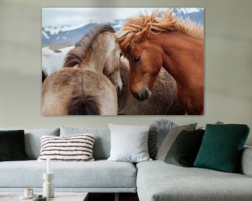 IJslandse paarden van Suzanne Spijkers