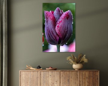 Beautiful dark red tulip with raindrops by Ghazaleh Givi
