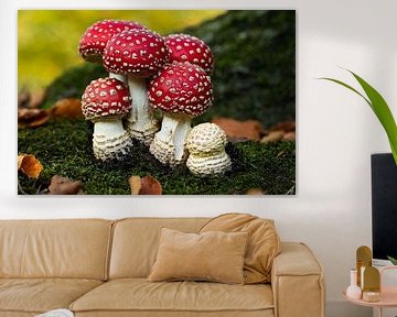Beautiful mushrooms