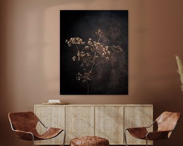 Dried hogweed against a rustic background executed as a still life. by Henk Van Nunen Fotografie