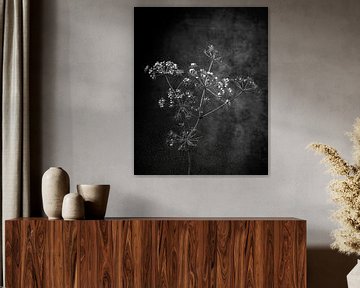 Dried hogweed against a rustic background executed as a still life.