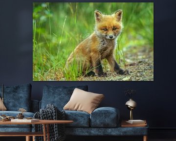 Fox cub by Harry Punter