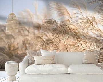 Waving reed plumes in soft light by Mayra Fotografie