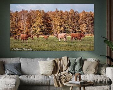 Vaches à Baneheide sur Rob Boon