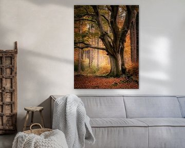 Old Dutch forest in autumn colours