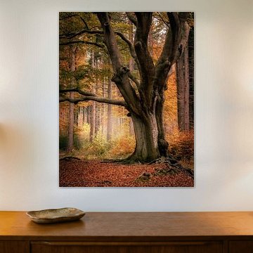 Oud hollands bos in herfstkleuren