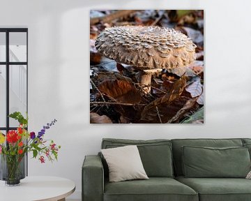 champignon parasol tubéreux sur Nienke Planken