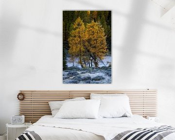 Larch trees in beautiful autumn colors on a beautiful morning with frost. by Jos Pannekoek