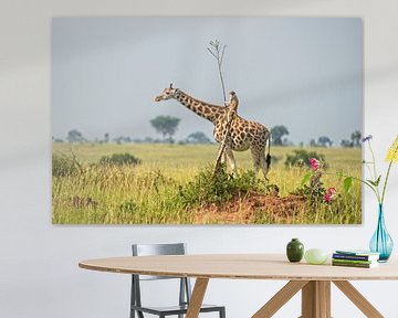 Der Affe reitet auf einer Giraffe (Illusion) - Finalist Comedy Wildlife Awards 2021 von Dirk-Jan Steehouwer