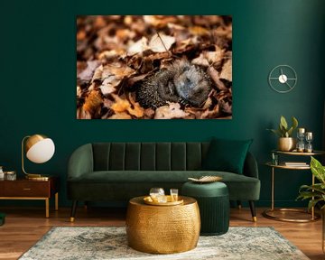 European hedgehog (Erinaceus Europaeus) sleeping in autumn leaves by Dieter Meyrl